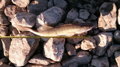 normal_DSC_2813.JPG