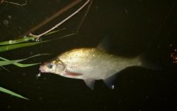 thumb_2014_05_26_Odra_28129.JPG