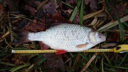 thumb_DSC_0101.JPG
