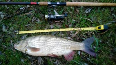 normal_52cm.jpg