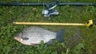 normal_Karas_35cm.jpg