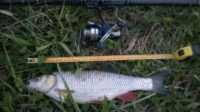 normal_klen_40cm%7E1.jpg