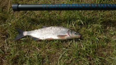 normal_Certa_33cm__WP_20150721_003.jpg
