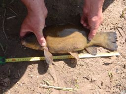 thumb_P6071150%7E0.JPG