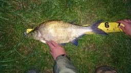 thumb_Leszcz_10_20150531_04_37.jpg