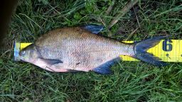 thumb_Leszcz_12_20150614_08_57.jpg