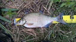thumb_Leszcz_13_20150621_09_07.jpg