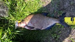 thumb_Leszcz_2_20150730_16_51.jpg