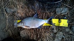 thumb_Leszcz_3_20150222_07_25.jpg