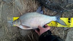 thumb_Leszcz_5_20150222_09_44.jpg