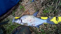 thumb_Leszcz_9_20150517_06_42.jpg