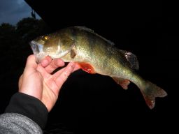 thumb_lato_2015_002.jpg