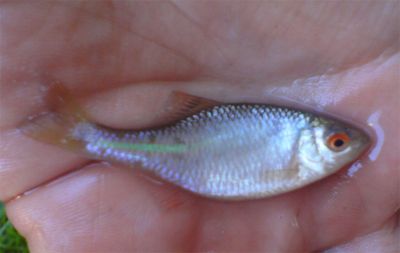 normal_Fish1.jpg