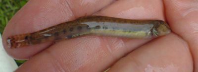 normal_Fish3b.jpg