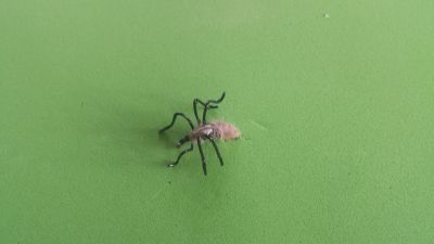 normal_20150927_154726.jpg