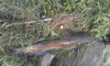post-14647-14544973307911_thumb.gif
