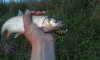post-14647-14544973308452_thumb.gif