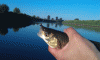 post-14647-14544973308867_thumb.gif