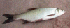 post-3305-14544971446514_thumb.gif
