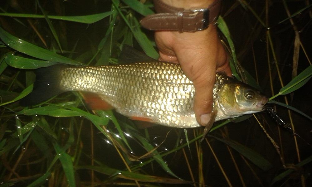 large.20160724_212355.jpg