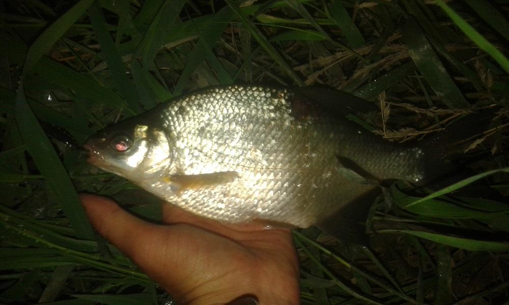 large.20160724_214646.jpg