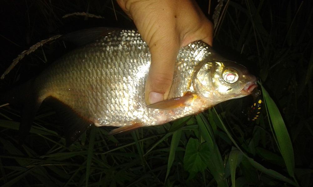 large.20160727_004337.jpg