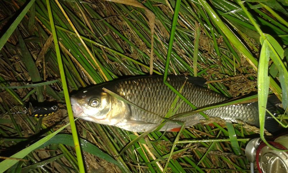large.20160727_232601.jpg