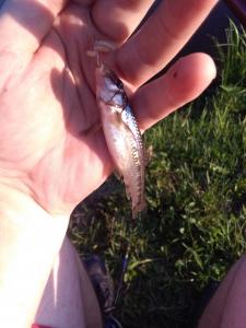 IMG_20160803_184515.jpg