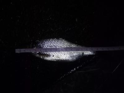 IMG_20160803_204353.jpg