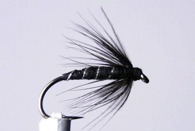 black-spider.jpg