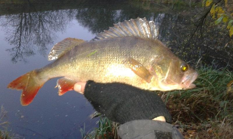 large.20161111_153211.jpg