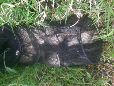 20160514_130731_resized.thumb.jpg.ad9b79353b9bf2d2f1f4771092171d88.jpg