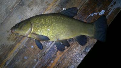 28052017845.thumb.jpg.88eaa38f5cf7bc712d8c955ef4ad7ed9.jpg