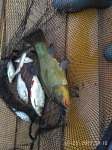 IMG_20170523_191033.thumb.jpg.7b46b2f5b289e4abc089d1d3da8650b8.jpg