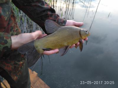 IMG_20170523_202531.thumb.jpg.e8e6057f4d926e7fa7933b91a2a537dd.jpg
