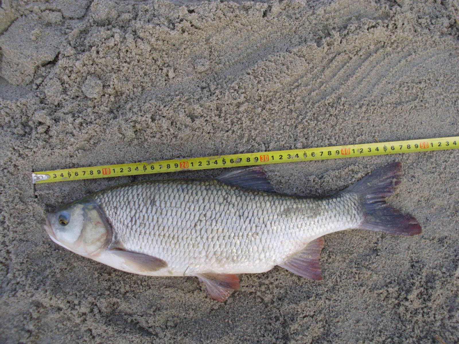 large.59746a760d152_4.Ja49cm23_07g_06_35.JPG.7e90bb5d32c855b9732460ca1de83411.JPG