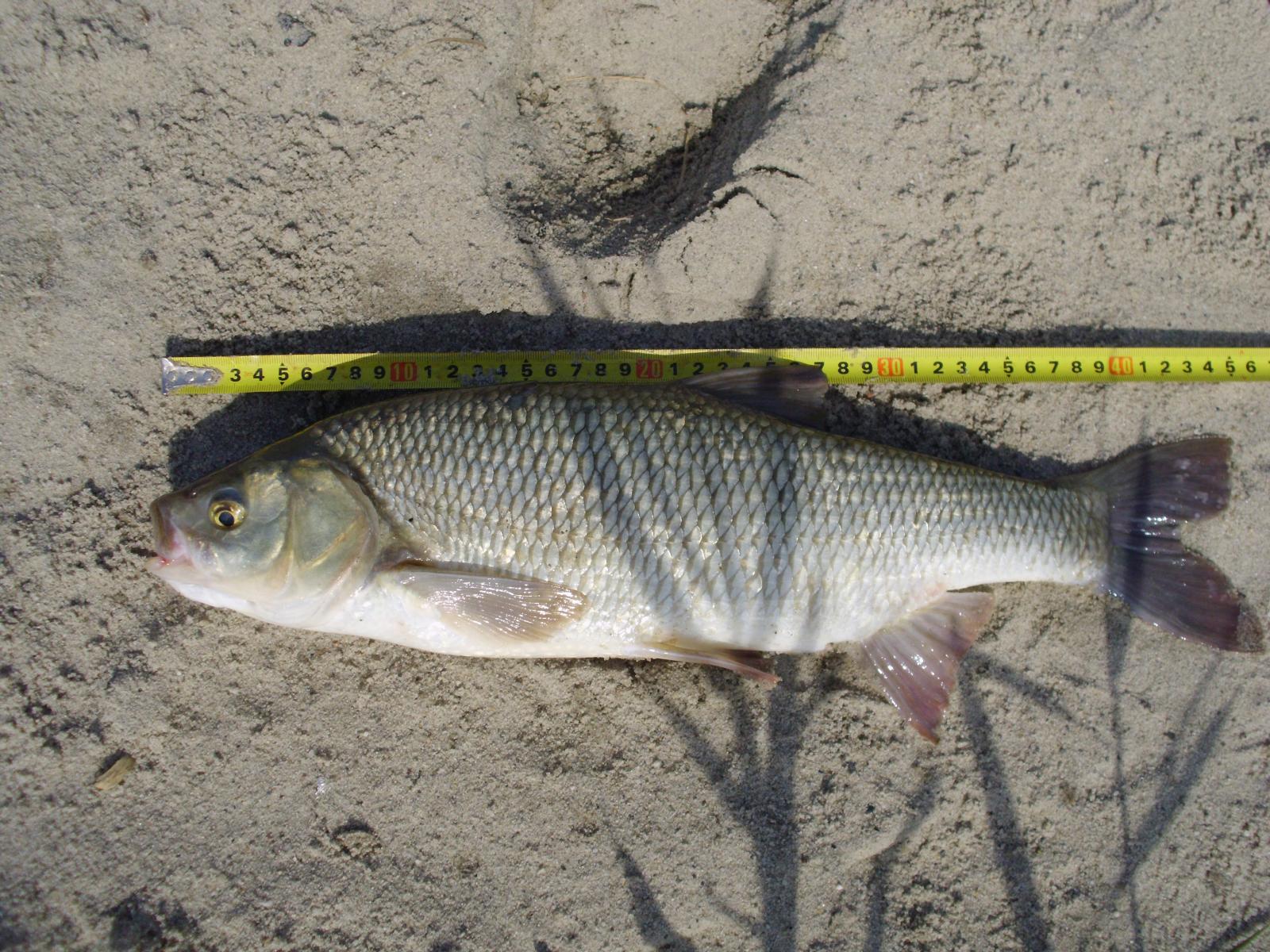 large.59746a9004dd2_12.Ja47cm23_07g_08_50.JPG.dc4188254d3af91cfb0932ce07015f5e.JPG