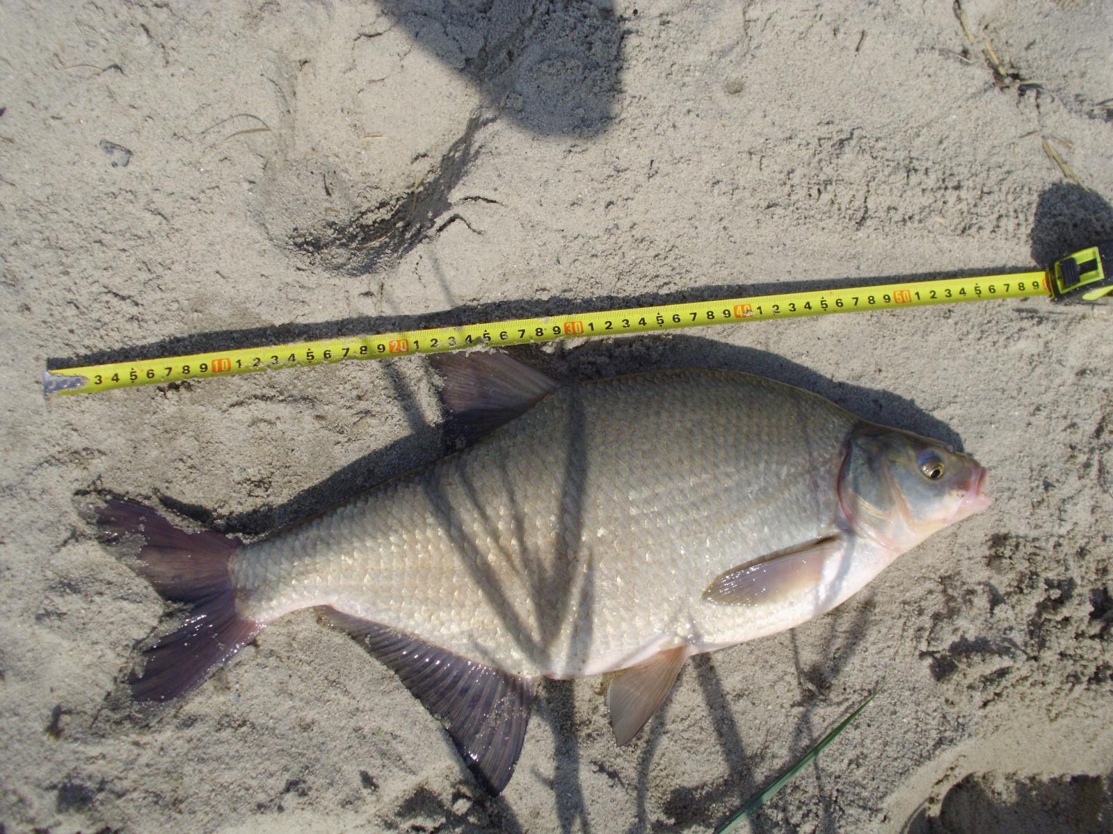 large.59746a92d03d0_13.Leszcz54cm23_07g_09_10.JPG.c6e9b655aea1bd4399ff1b7a7a646bef.JPG
