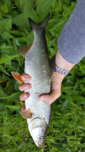 20170523_bolen_46cm_1.thumb.jpg.1379755944381bb7309fe7bfb491aa8b.jpg