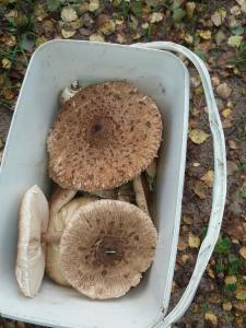 20170916_085536.thumb.jpg.d76e5509f40c24515036e8db0596d400.jpg