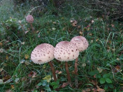 20170916_091858.thumb.jpg.b63e6dfda3e7854de44246c348d23316.jpg