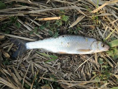 4_1476.jpg