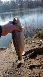 IMG-20220301-WA0007.thumb.jpeg.a0b0bd6a50a58d8da377bd83379242f0.jpeg