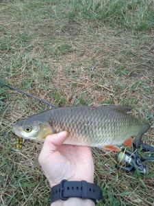 IMG_20220331_154537_1.thumb.jpg.8ab1e64d16a6675cc96bc4605660ced4.jpg