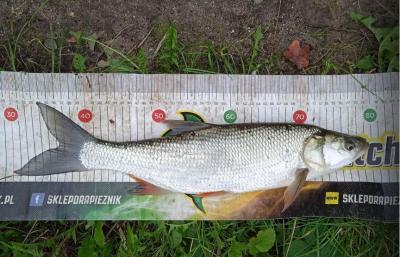 11.09 Rędzin 50cm.jpg