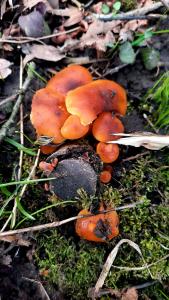 IMG-20230312-WA0010.jpg