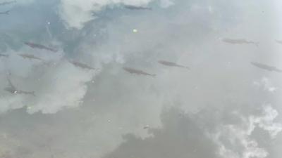IMG-20240706-WA0032.jpg