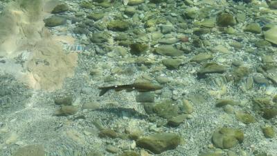 IMG-20240706-WA0036.jpg