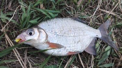 IMG_20250416_185822568.thumb.jpg.4692064d93fd87c368a7b0da1ef9cf76.jpg