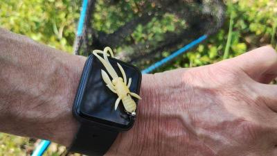 IMG_20250423_163623140a.thumb.jpg.ae62ec3dc01e10c0d0e692c612fea569.jpg